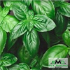 Italian Large Leaf Basil Seed