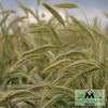 KWS Bono Hybrid Winter Rye