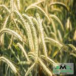 KWS Serafino Hybrid Winter Rye