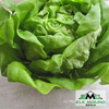 Bibb Lettuce Seed