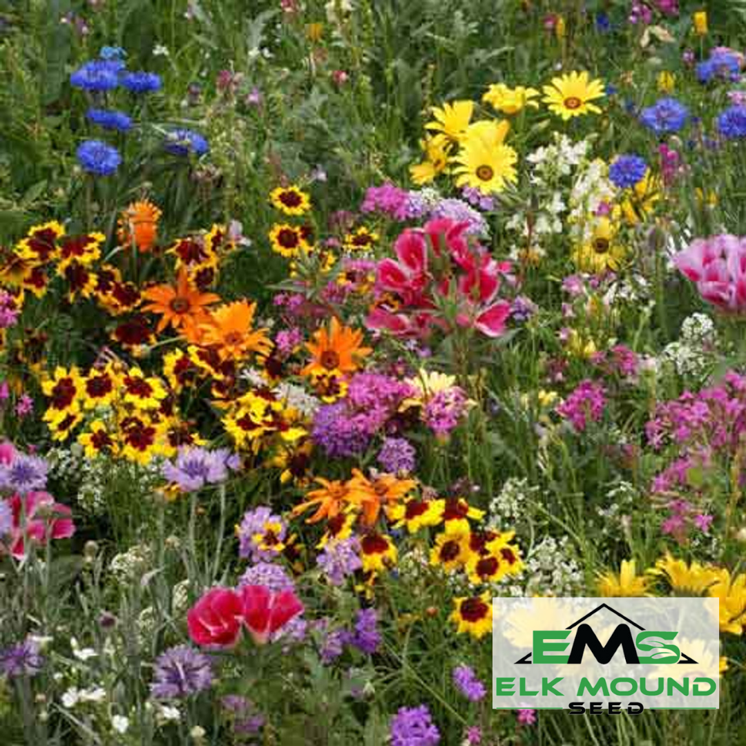 Low Growing Wildflower Seed Mix