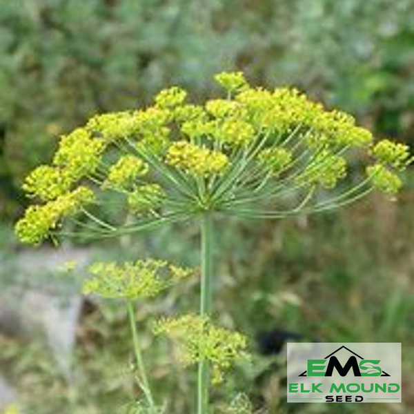 Mammoth Long Island Dill, heirloom dill variety, aromatic herb, tall garden  dill, flavorful dill heads, pickling herb, non-GMO herb seed, culinary  garden favorite – Elk Mound Seed