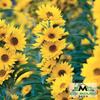 Maximilian Sunflower Seed (Helianthus maximiliani)