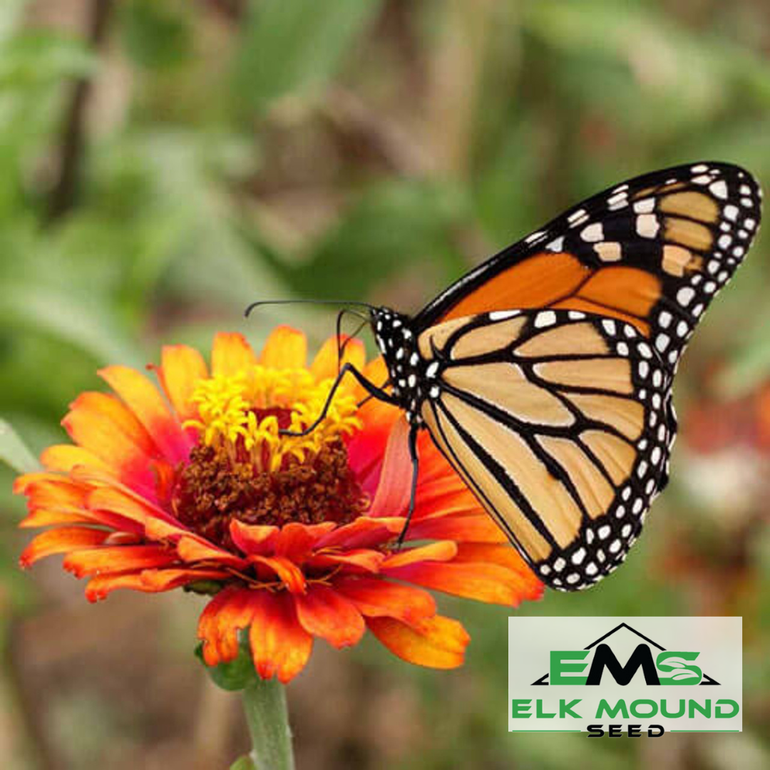 Monarch Butterfly Garden Seed Mixture