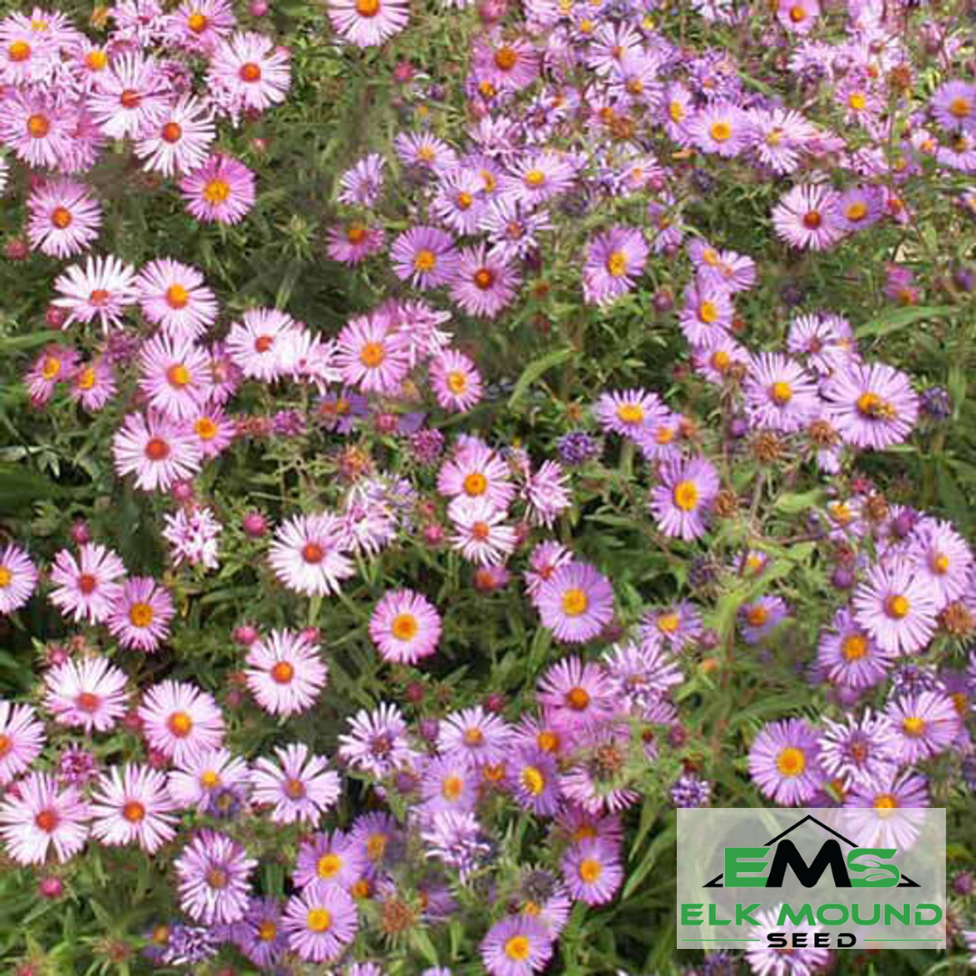 New England Aster Seed (Aster novae-angliae)