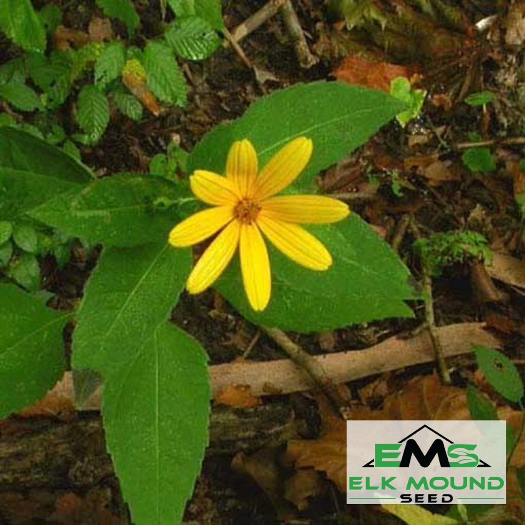 Ox-Eye Sunflower Seed (Heliopsis helianthoides)