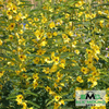 Partridge Pea Seed (Chamaecrista fasciculata)