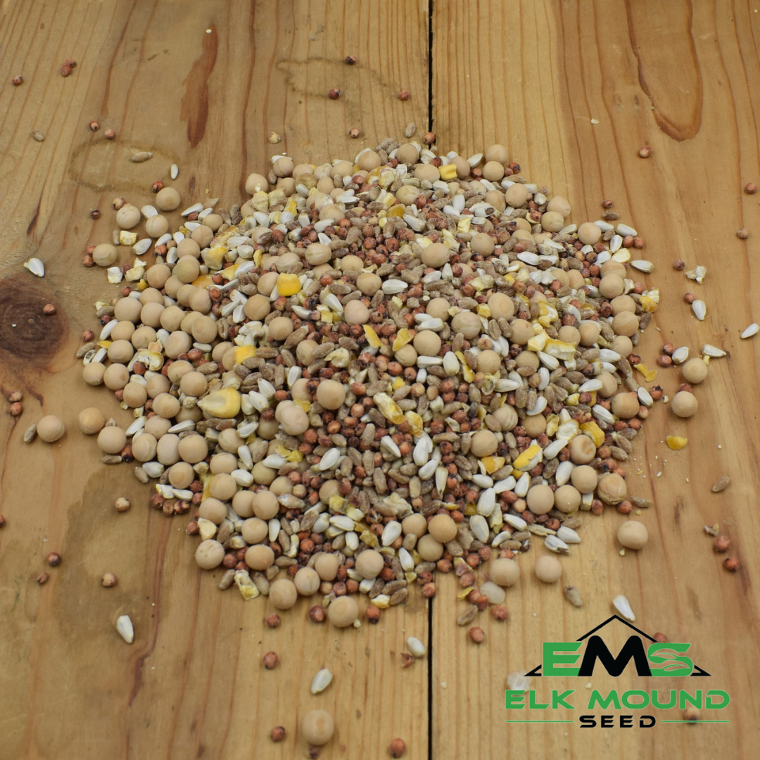 Pigeon Feed with Corn