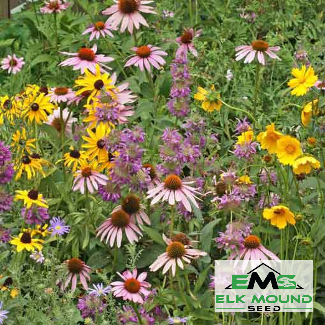 Pollinator Wildflower Seed Mix