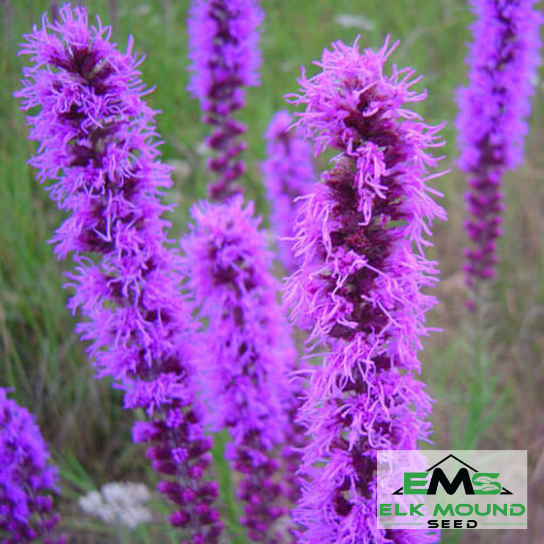 Prairie Blazing Star Seed (Liatris pycnostachya)