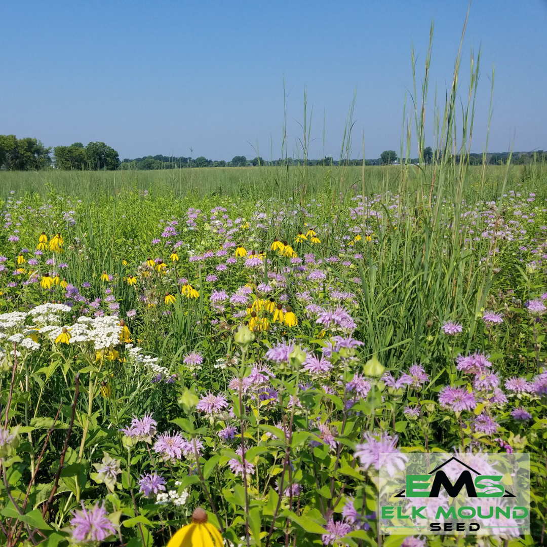 Native Prairie Seed Mix