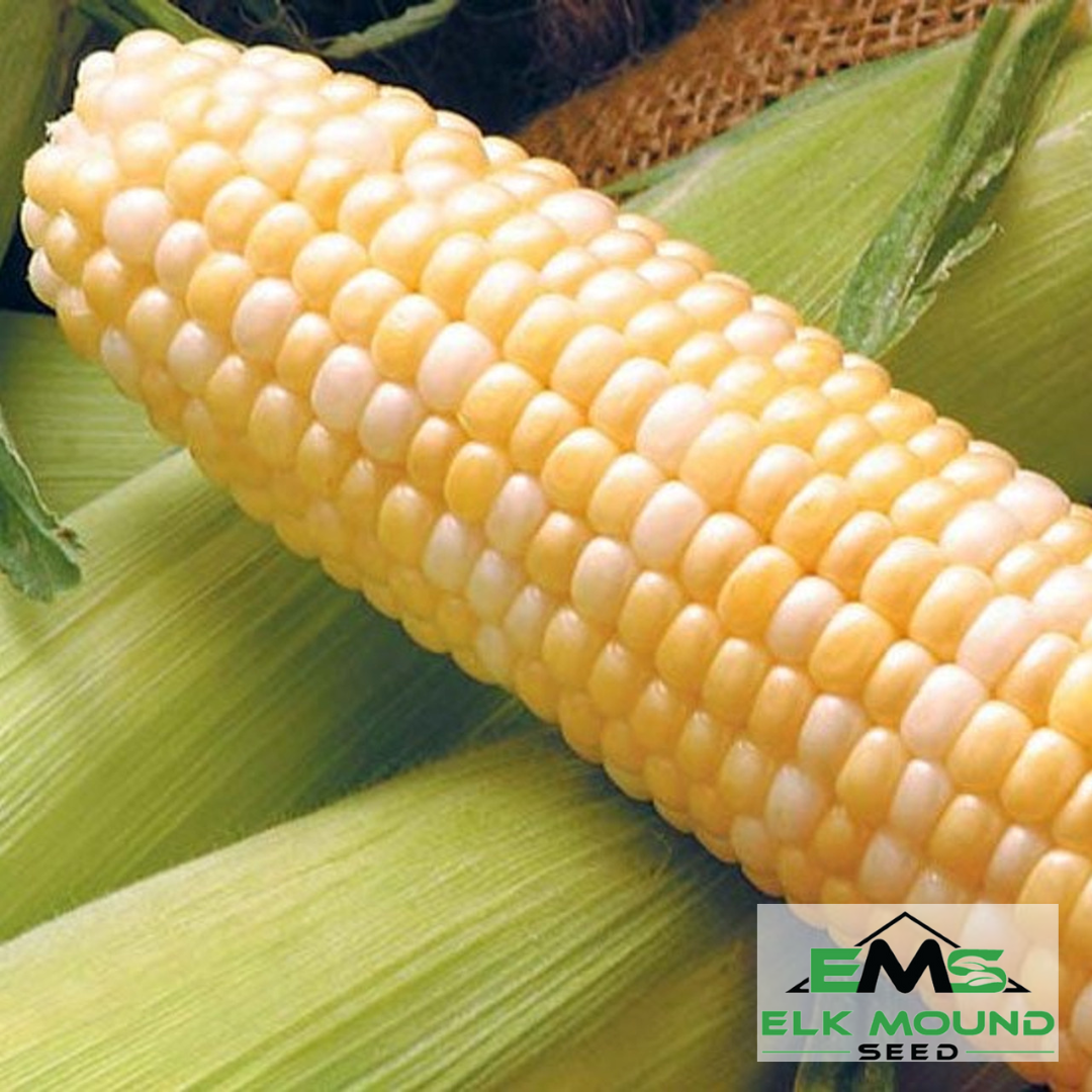 Edison Corn Farm Seed, Corn Seed, Wildflower Seed, Food Plot Seeds | Elk Mound See ...