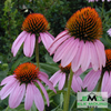 Purple Coneflower Seed (Echinacea purpurea)