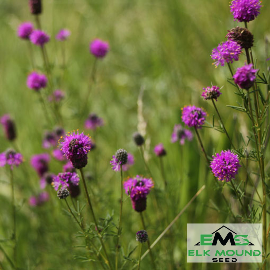 Purple Prairie Clover Seed (Dalea purpurea)