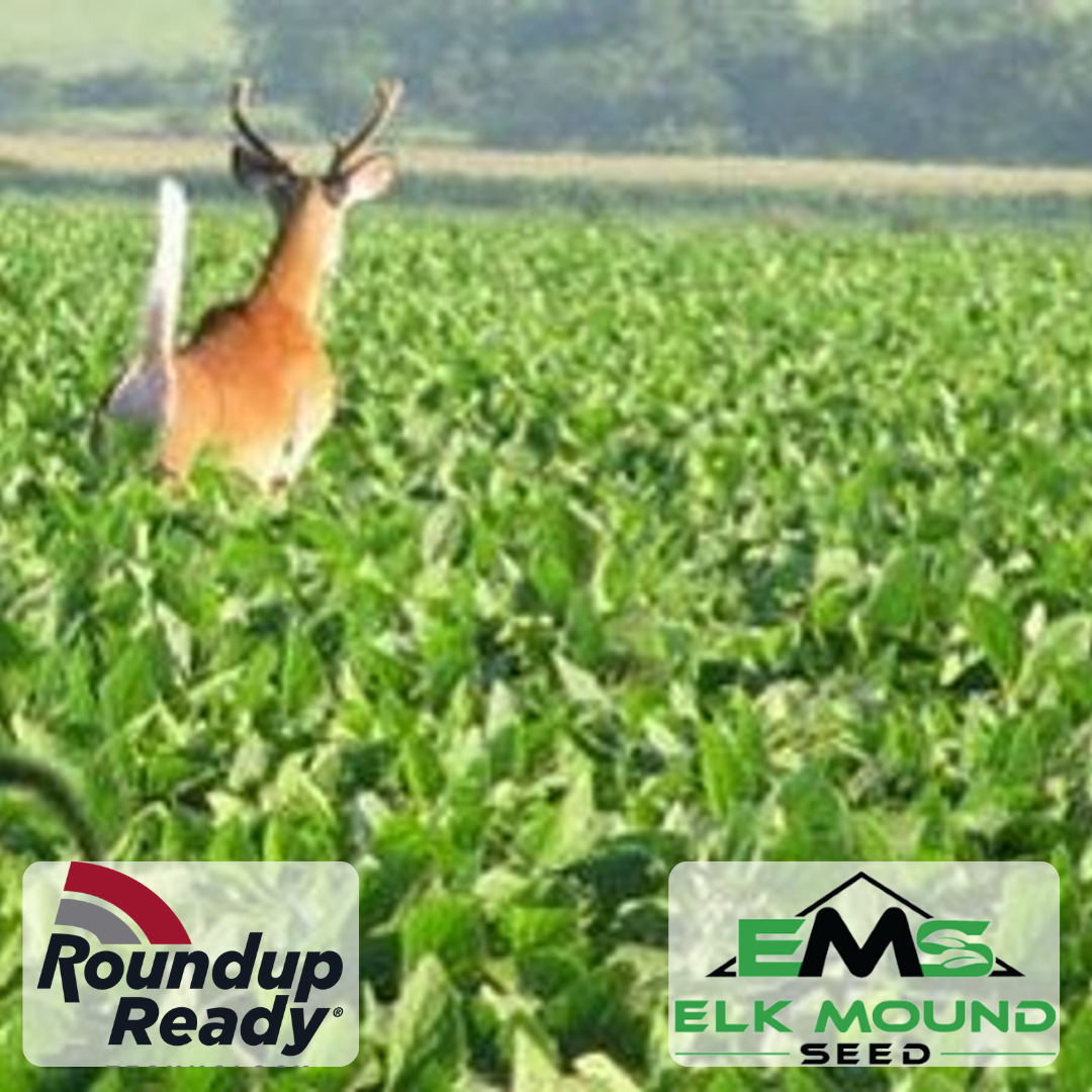 5 Lb Bag Of Roundup Ready & Liberty Link Corn Seed For Wildlife Food Plots | 100 Day Maturity
