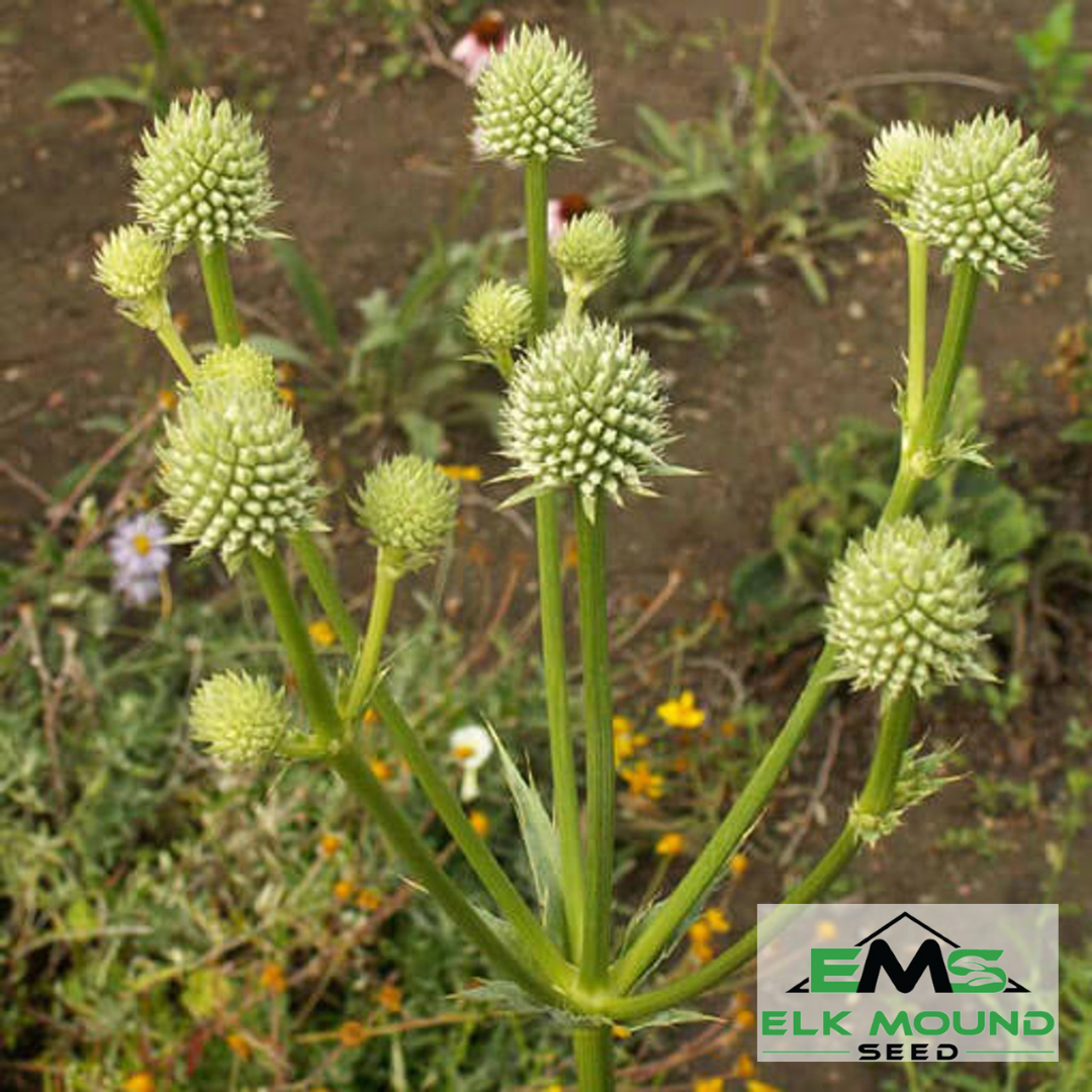 Rattlesnake Master Seed (Eryngium yuccifolium)