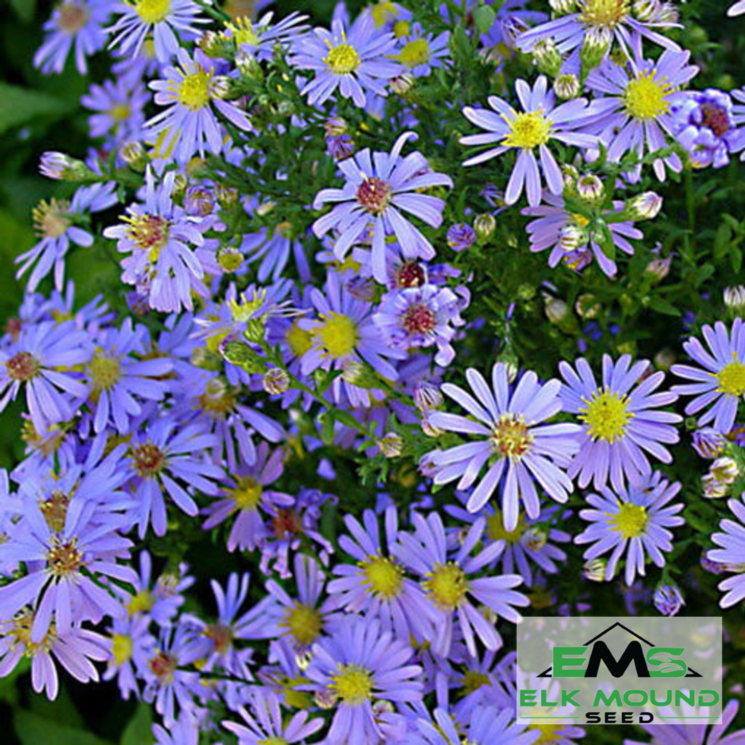 Smooth Blue Aster Seed (Aster laevis)