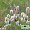 White Prairie Clover Seed (Dalea candida)