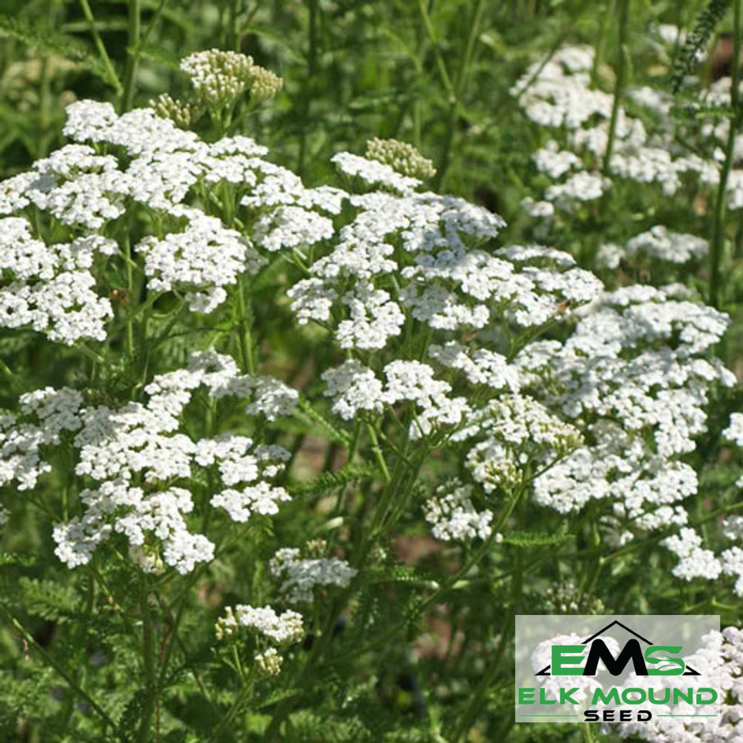 White Yarrow Seed (Achillea millefolium)