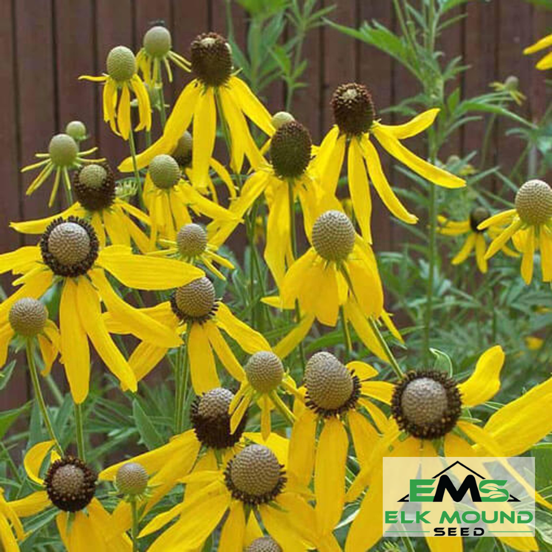 Yellow Coneflower Seed (Ratibida pinnata)