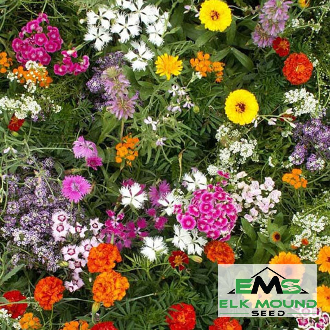 Fragrant Wildflower Seed Mix