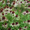 Pale Purple Coneflower - (Echinacea Pallida)