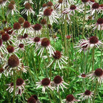 Pale Purple Coneflower - (Echinacea Pallida)