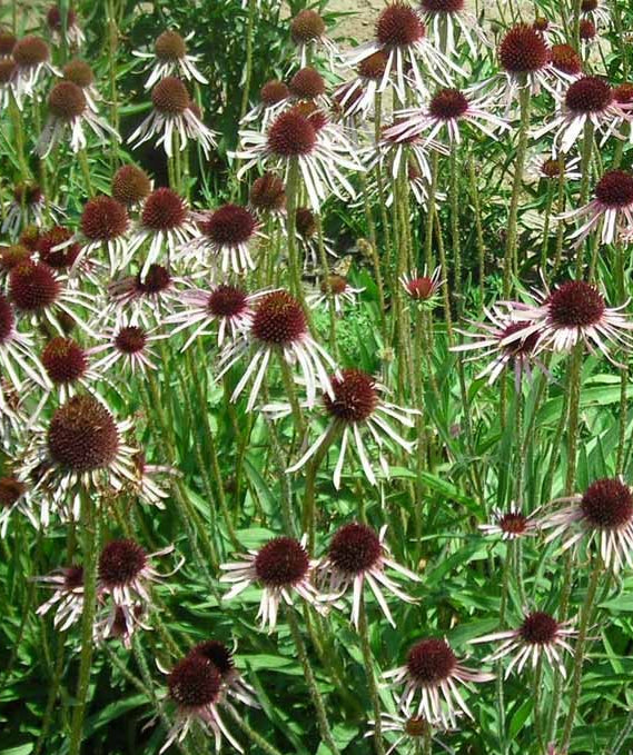 Pale Purple Coneflower - (Echinacea Pallida)