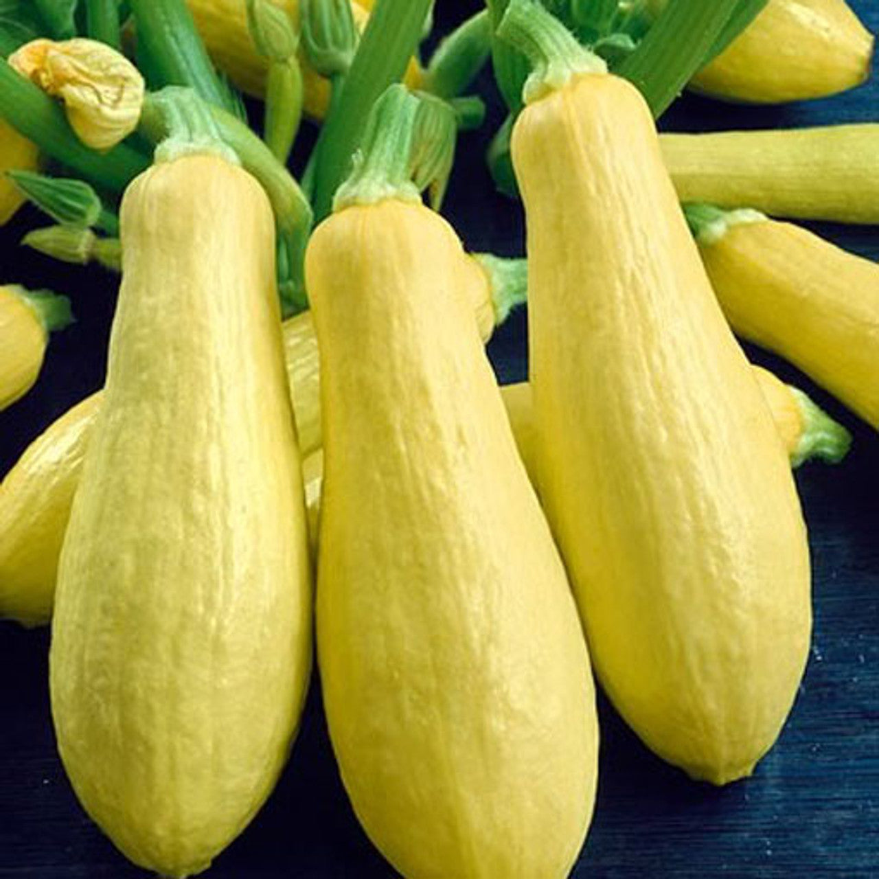 Early Prolific Straightneck Squash Seed