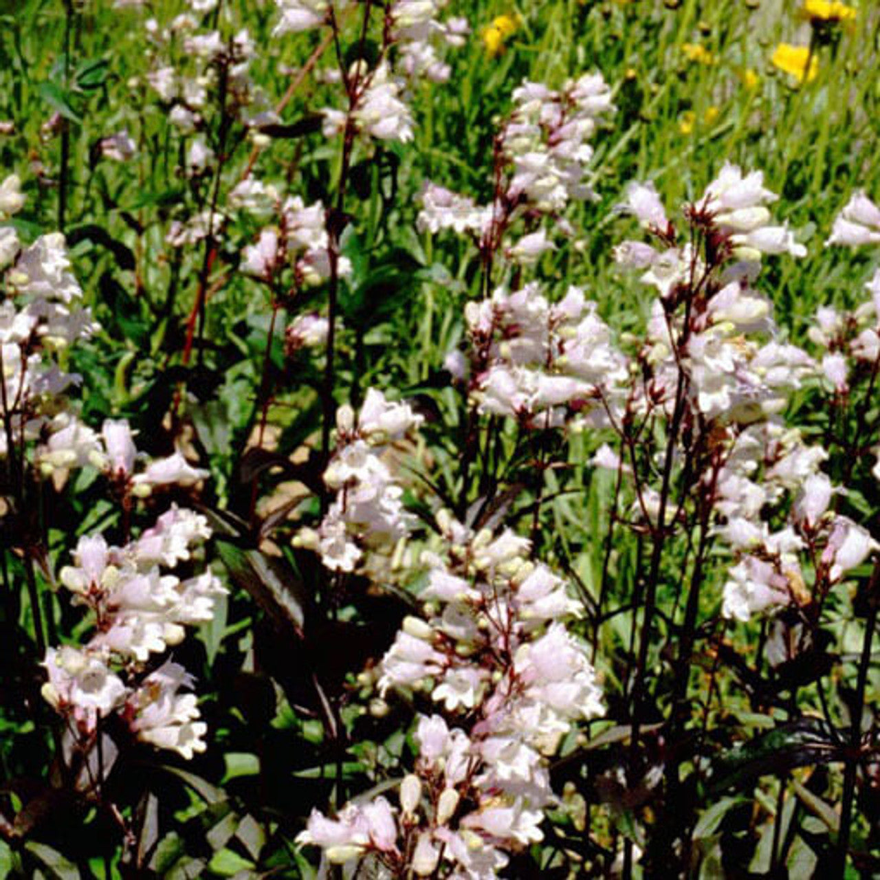 Foxglove Beardtongue (Penstemon digitalis)