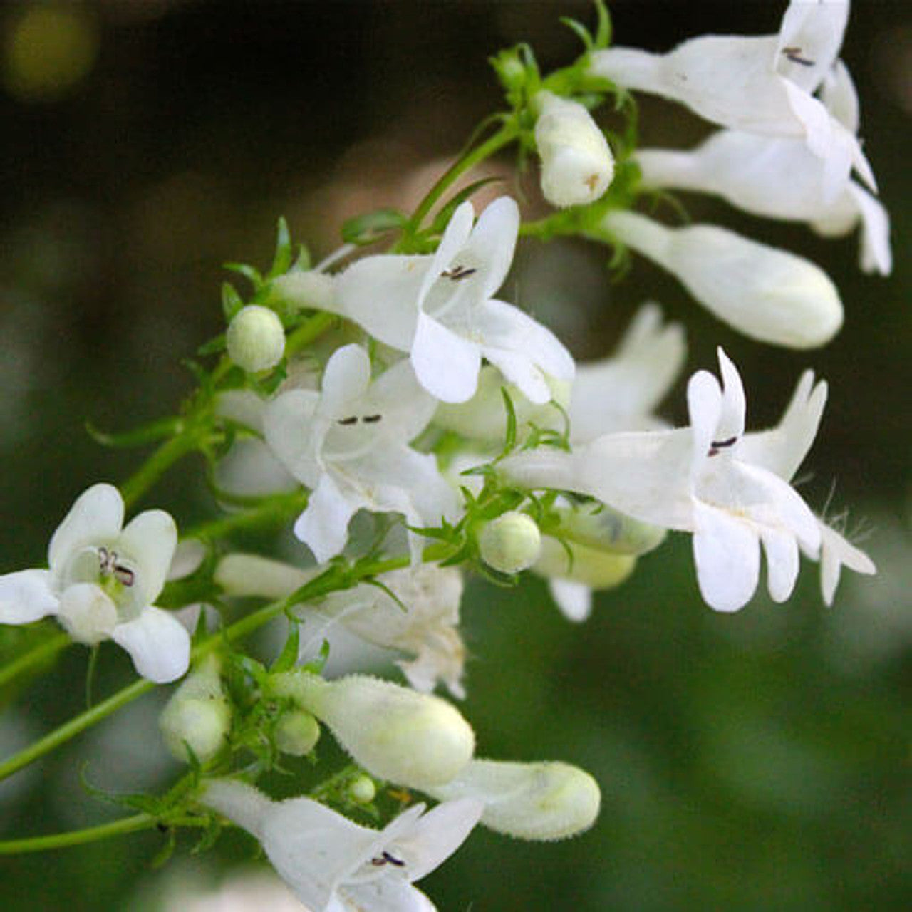 Foxglove Beardtongue (Penstemon digitalis)