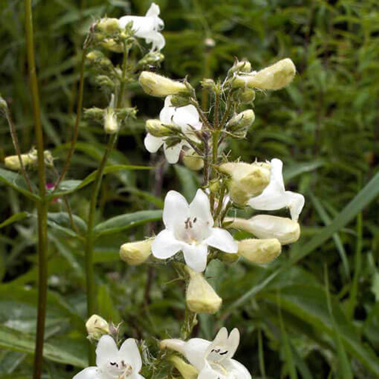 Foxglove Beardtongue (Penstemon digitalis)