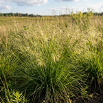 Prairie Dropseed (Sporobolus heterolepis)
