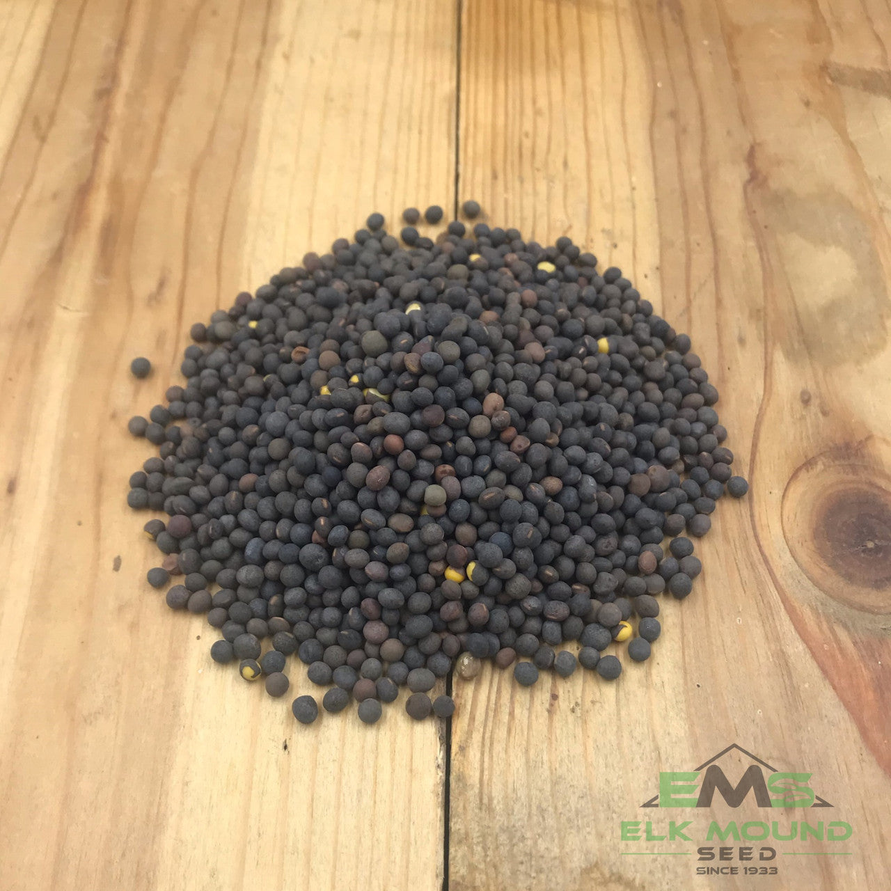 Common Vetch, High Quality Vetch Seed, Best Vetch Seed – Elk Mound Seed