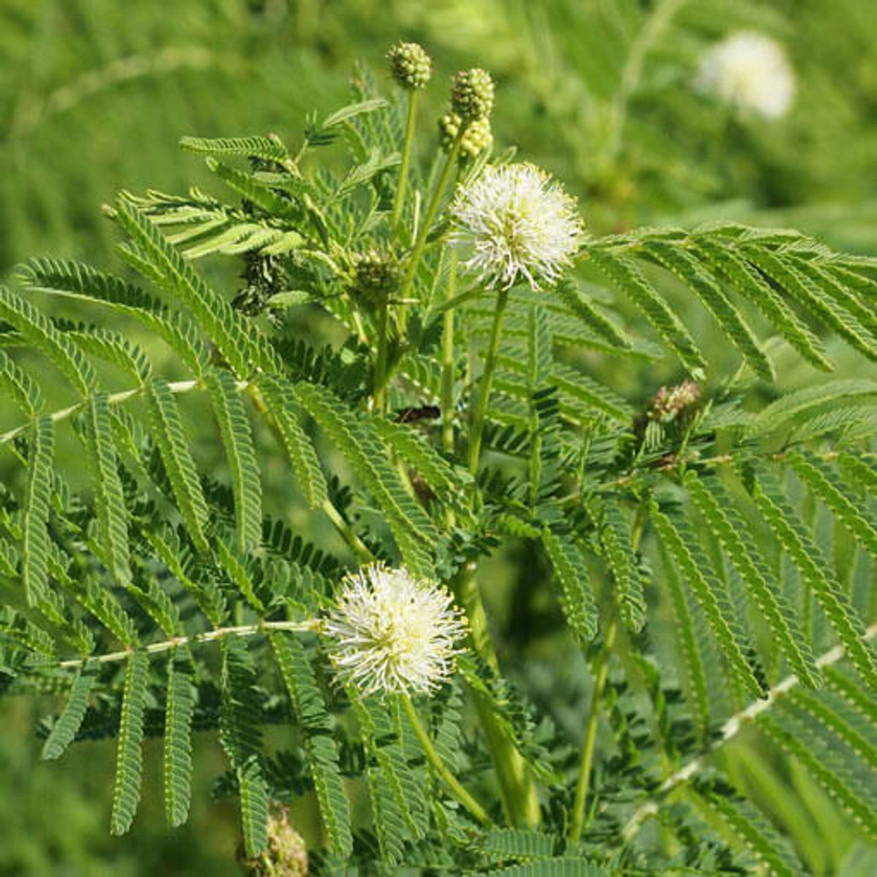 Illinois Bundleflower Seed (Desmanthus illinoensis)