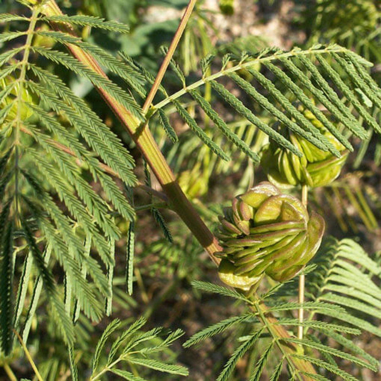 Illinois Bundleflower Seed (Desmanthus illinoensis)