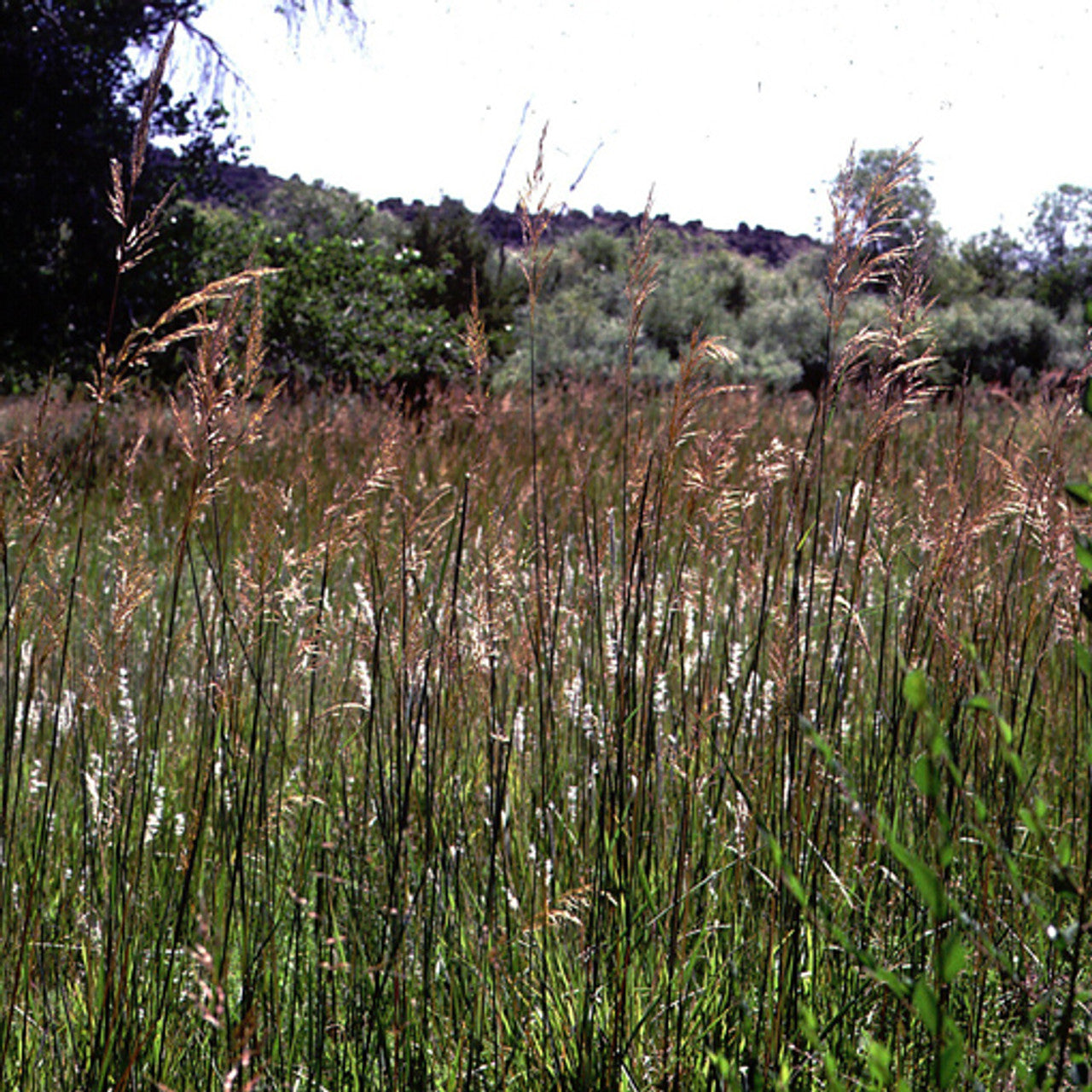 Tomahawk Indiangrass Seed (Sorghastrum nutans)