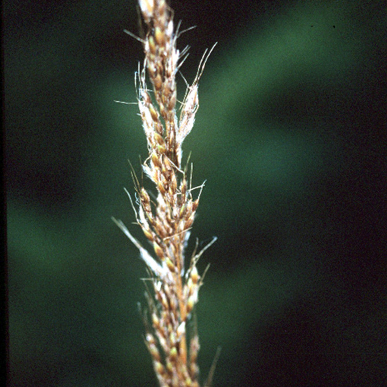 Tomahawk Indiangrass Seed (Sorghastrum nutans)