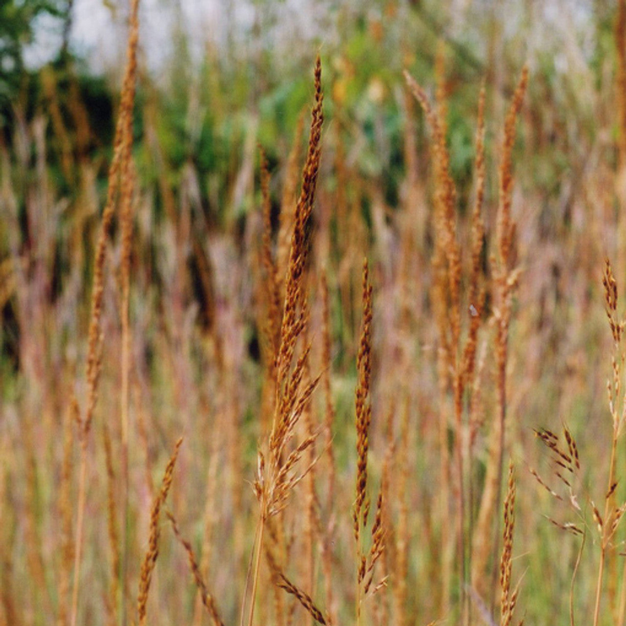 Tomahawk Indiangrass Seed (Sorghastrum nutans)