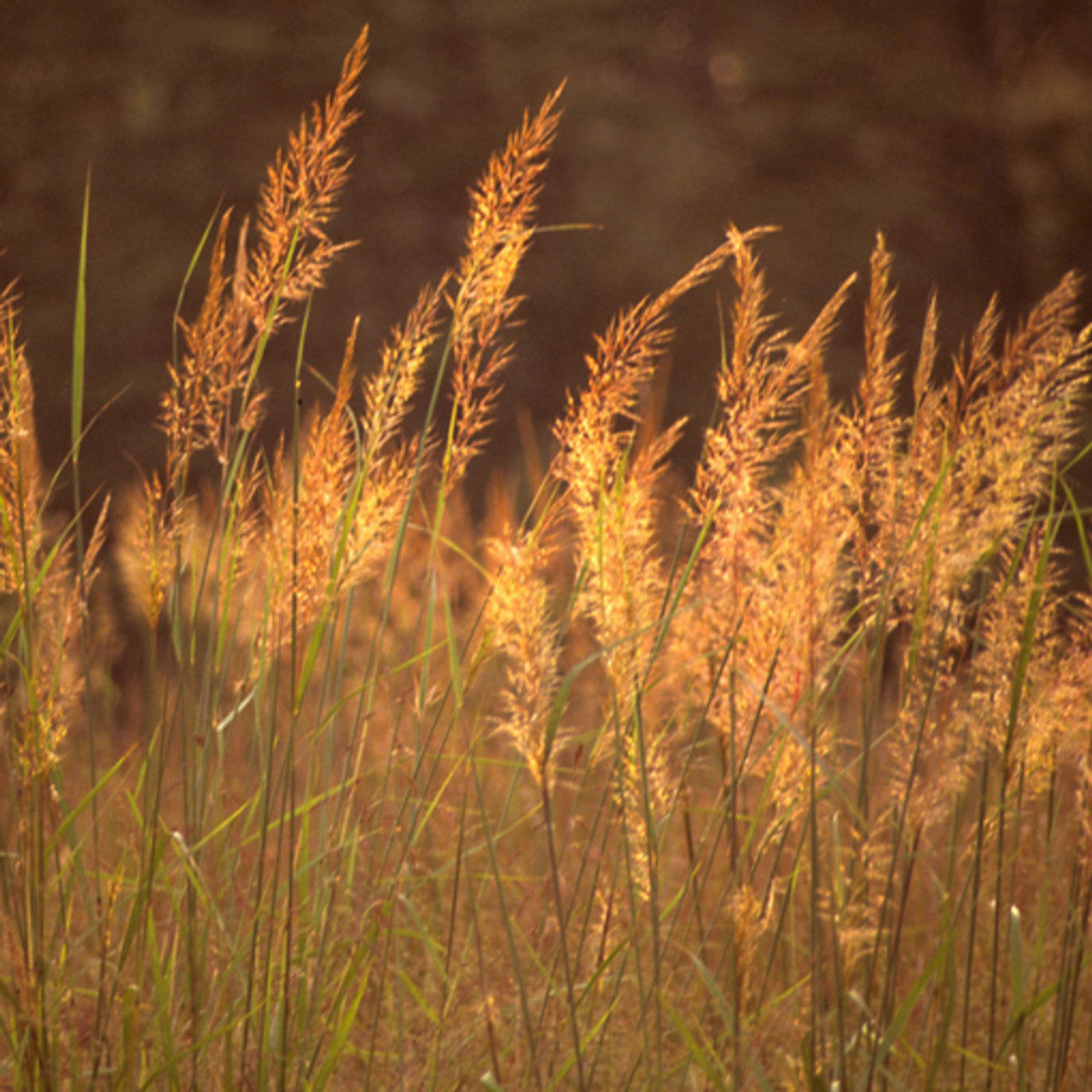 Tomahawk Indiangrass Seed (Sorghastrum nutans)