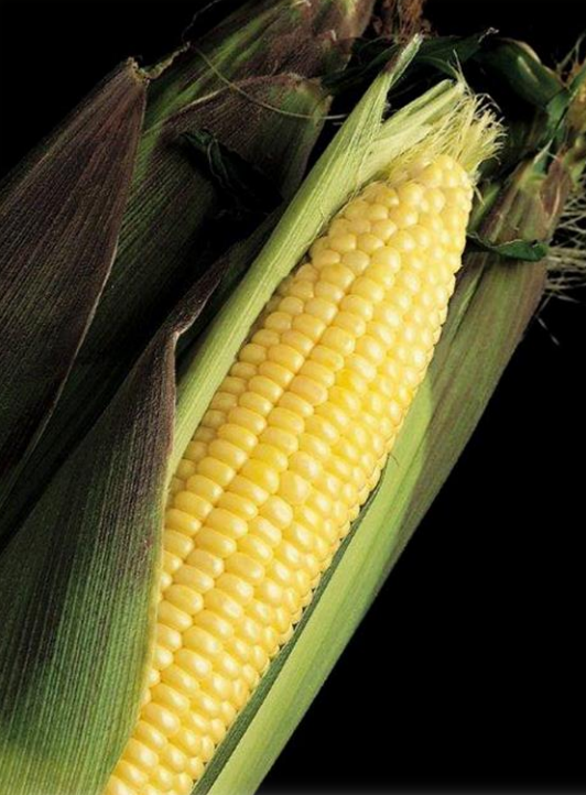 Kandy Korn Conventional Sweet Corn Seed