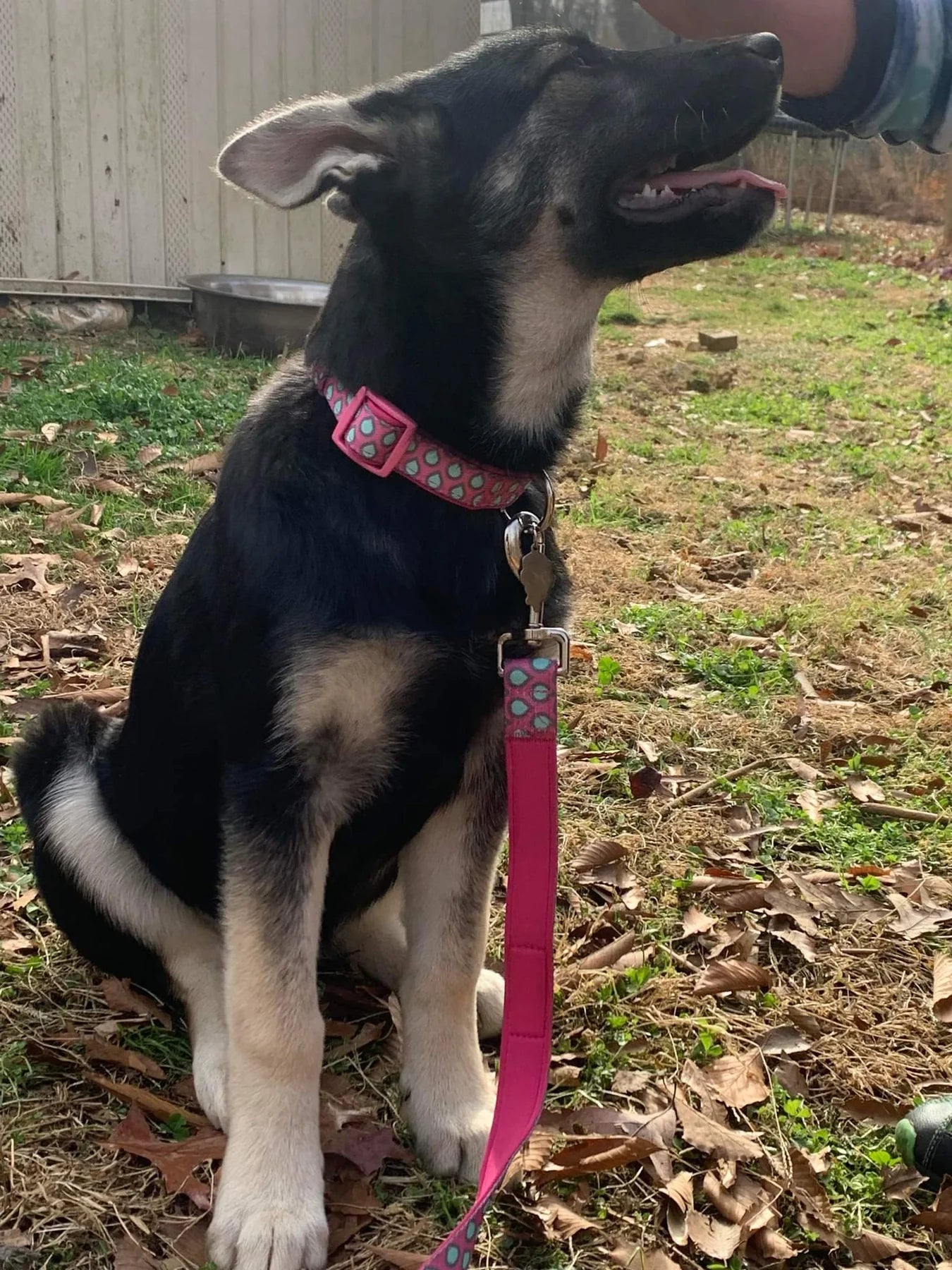 COLLAR NEOPRENE LUNA-MEDIUM-PINK WITH GRAY TEARDROPS OR BUBBLES