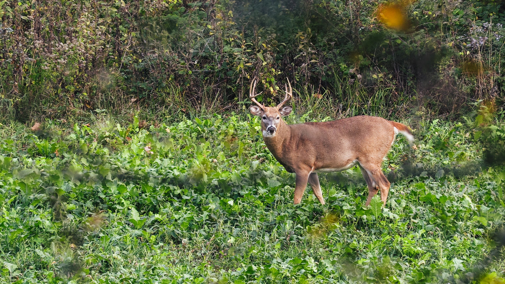 Brassica Food Plot Seed Mix