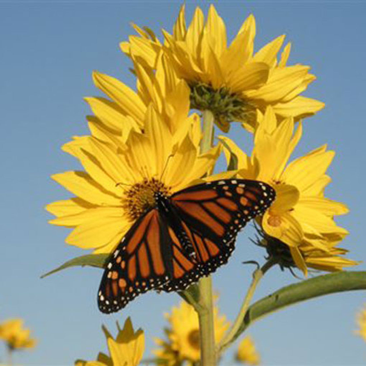 Maximilian Sunflower Seed (Helianthus maximiliani)