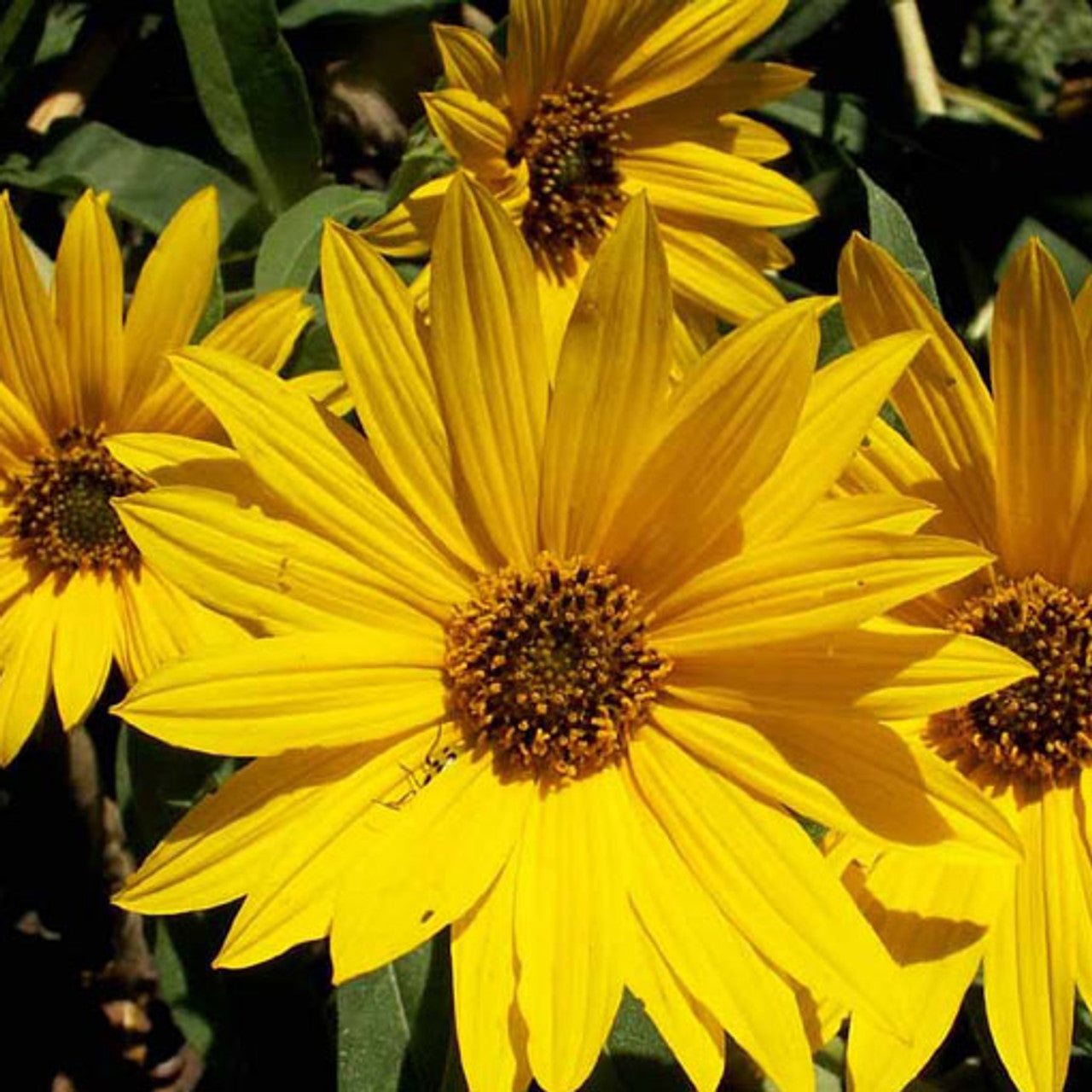 Maximilian Sunflower Seed (Helianthus maximiliani)