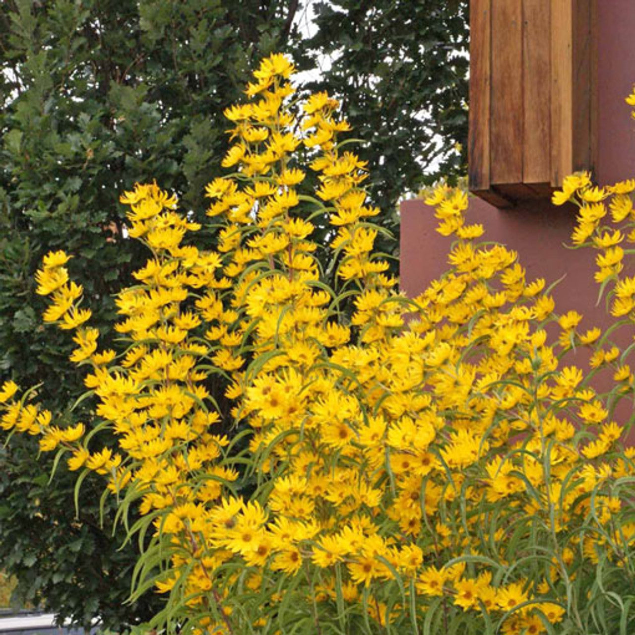 Maximilian Sunflower Seed (Helianthus maximiliani)