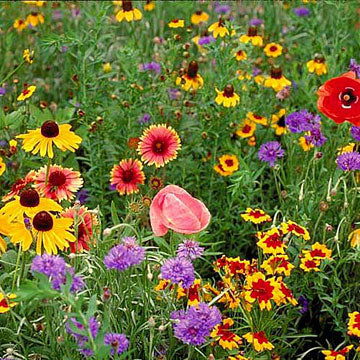 northeast wildflower seed Wildflower Midwest Mix Seed, Size: 1 lbs
