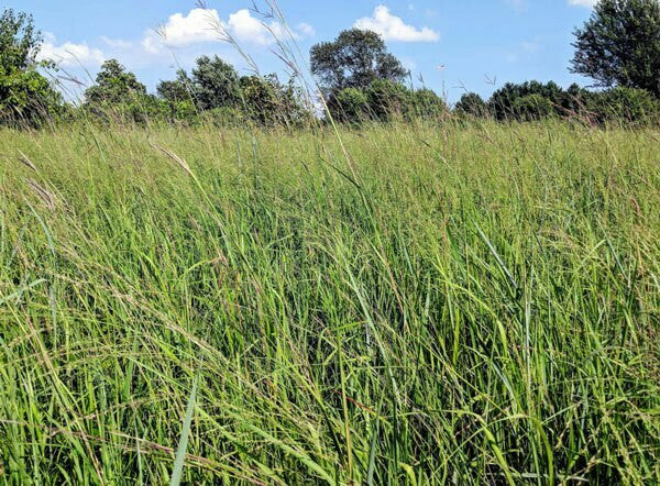 Native Grass Deer Cover