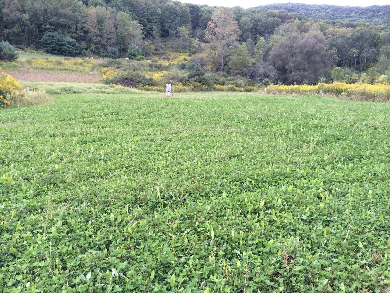 Northern Premium Mix Food Plot Seed