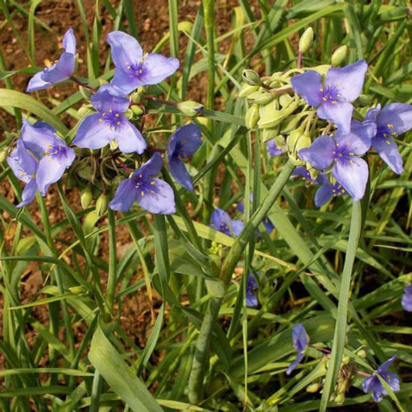 Pollinator, meadow, Native, Perennial Wildflower, Prairie, blue